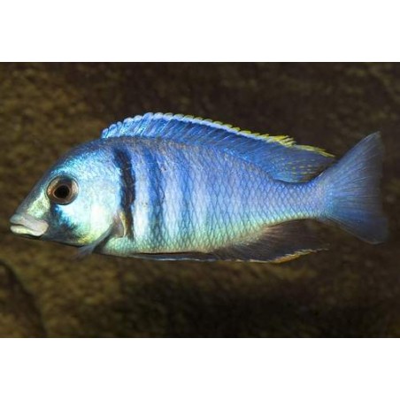 BUCCOCHROMIS LEPTURUS 5 cm