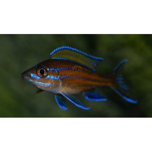 AULONOCARA NYASSAE FIVE COLOR 5 A 6 CM