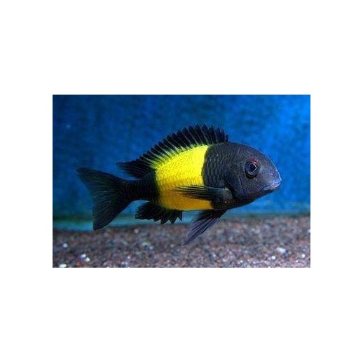 PARACIPRICHROMIS NIGRIPINNIS BLUE NEON 3 A 4 cm
