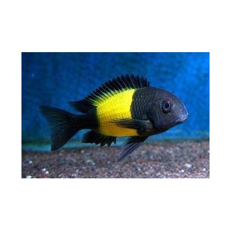PARACIPRICHROMIS NIGRIPINNIS BLUE NEON 3 A 4 cm