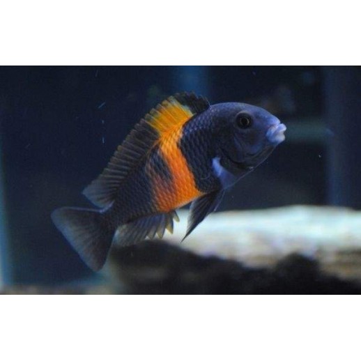Ciclideo Africano Tropheus