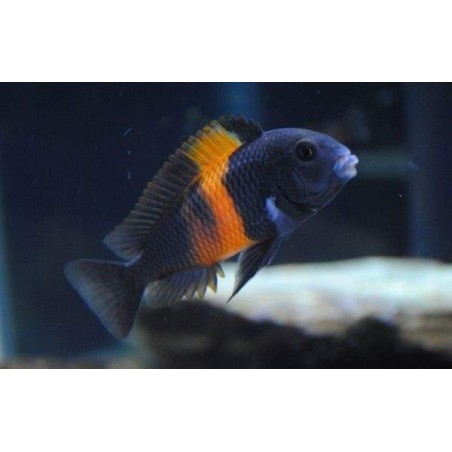 Ciclideo Africano Tropheus