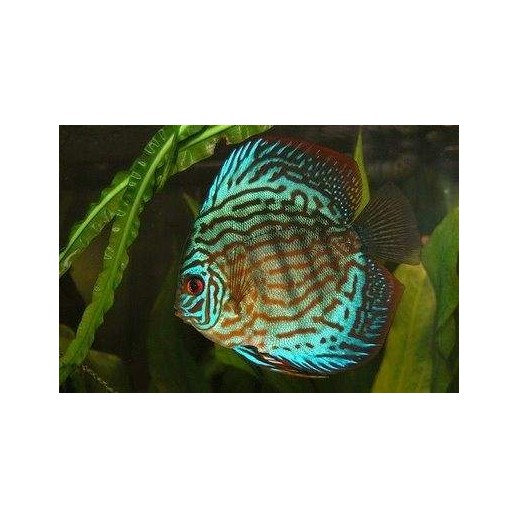 peixe acara disco azul