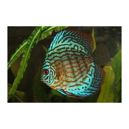peixe acara disco azul