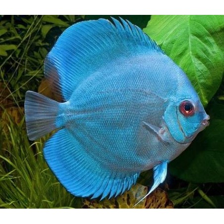 peixe acara disco azul