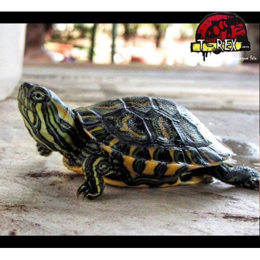 Tartaruga Tigre Dagua lâmpada
