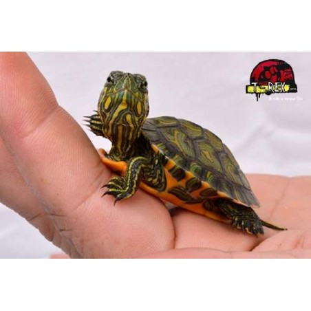 Tartaruga Tigre Dagua ( Tracheyms dorbigini )
