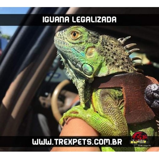 Iguana Iguana Legalizada
