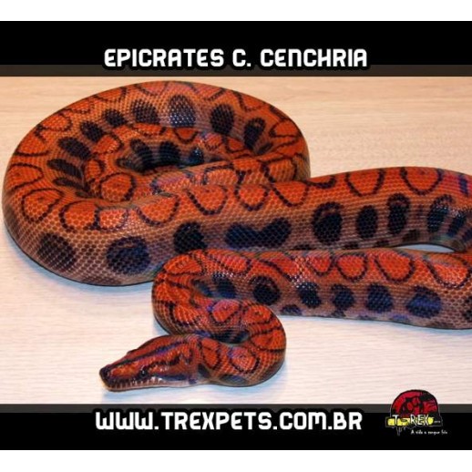 Jibóia Arco-Íris ( Epicrates c. cenchria )