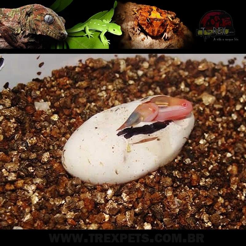 Vermiculita ovos repteis