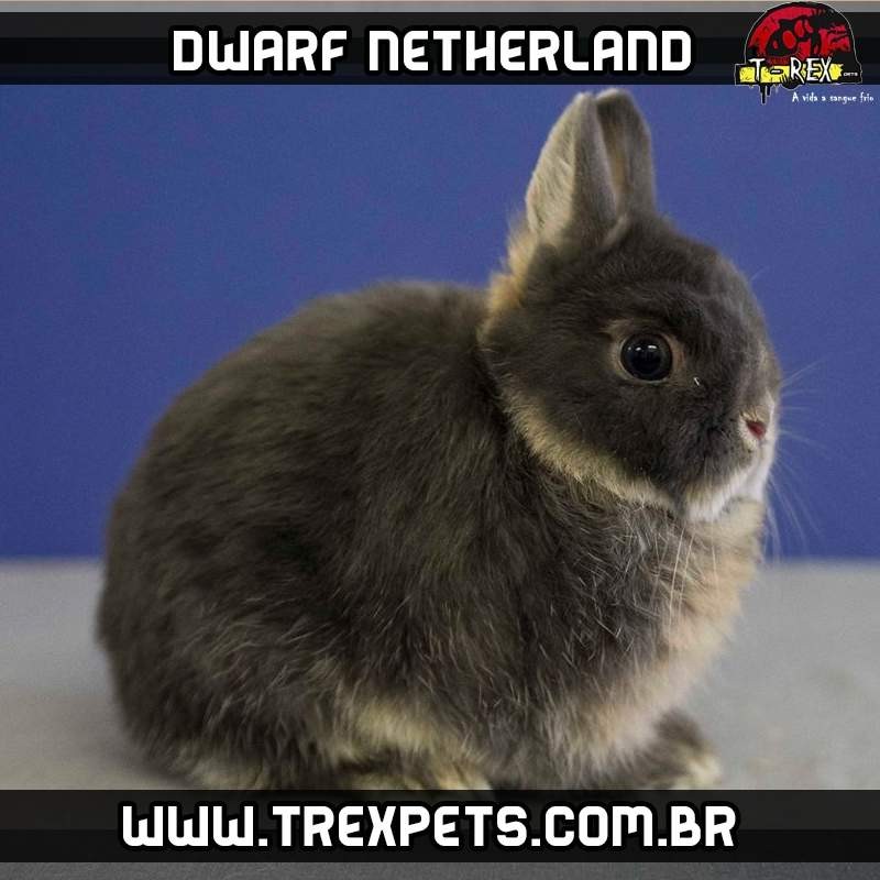 Comprar Mini Coelho Netherland Puro
