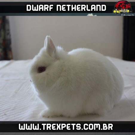 Padrão coelho netherland