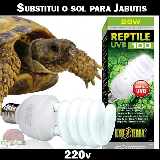 Lampada para Jabutis em 220v