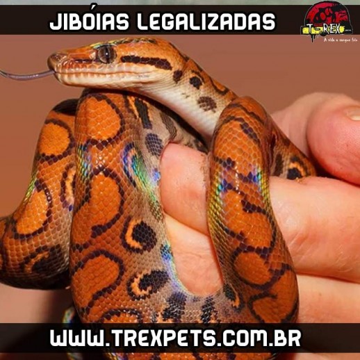 Jiboias Legalizadas
