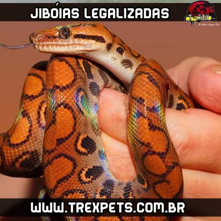 Jiboias Legalizadas