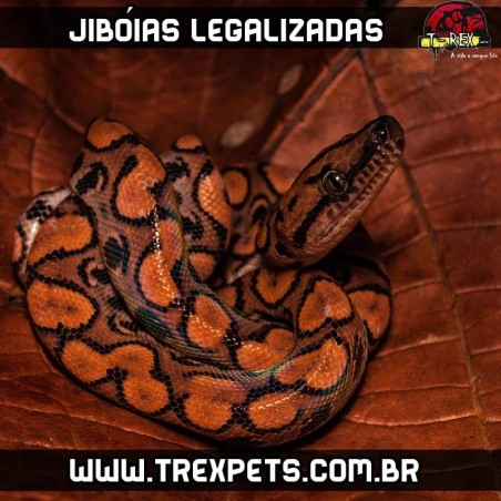 Criadouro Jiboias Legalizadas