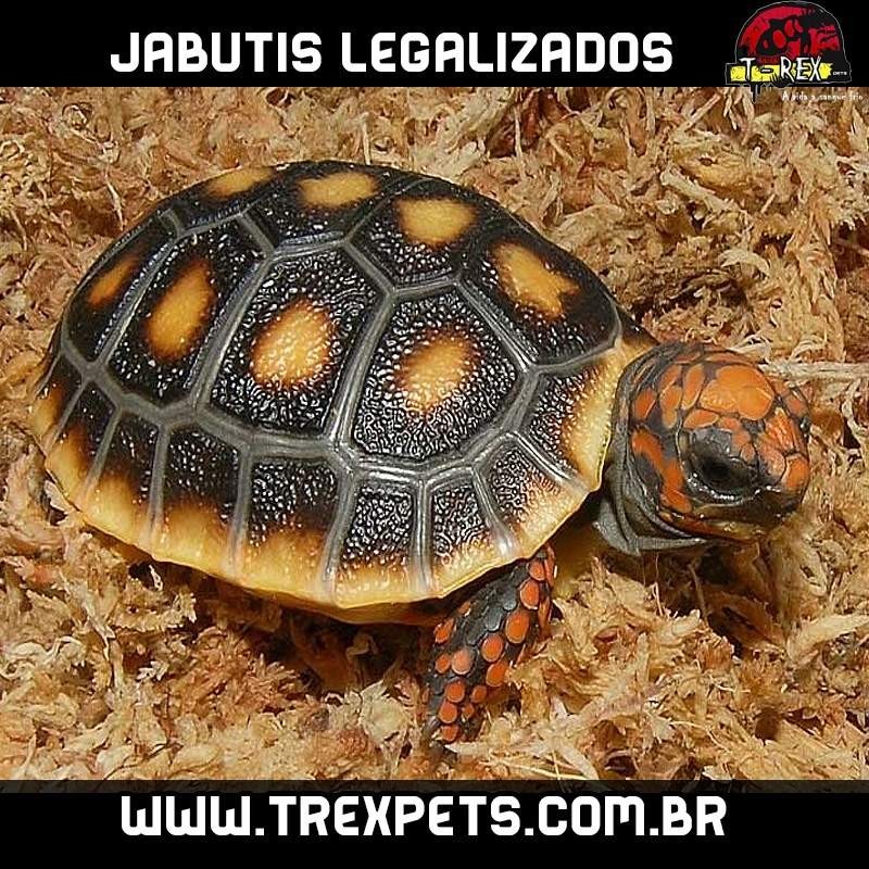 Jabuti Legalizado Criadouro