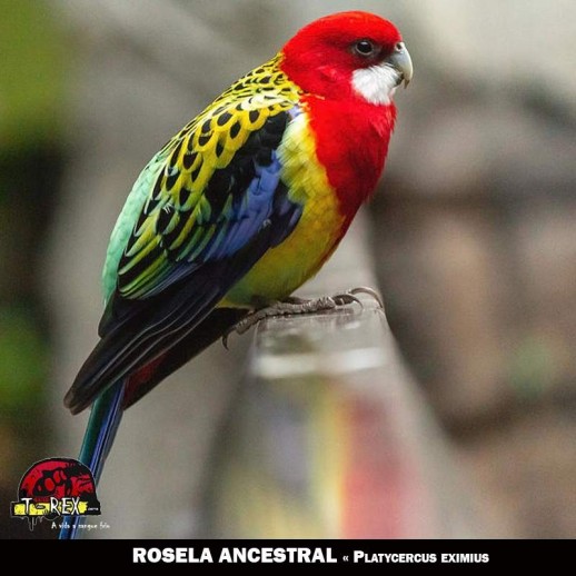 criatório  venda de roselas