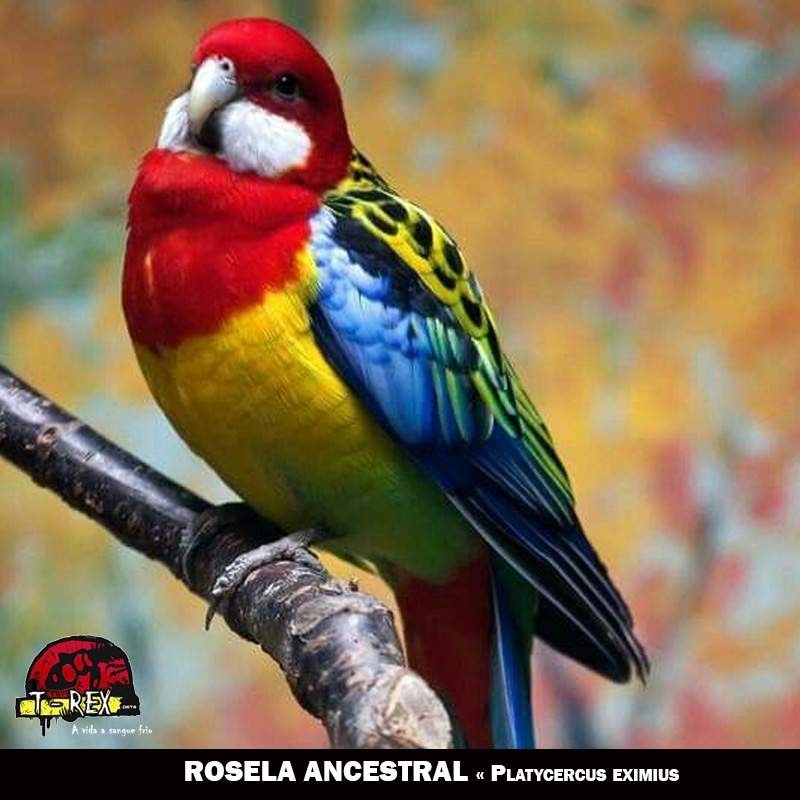 venda de roselas eximius