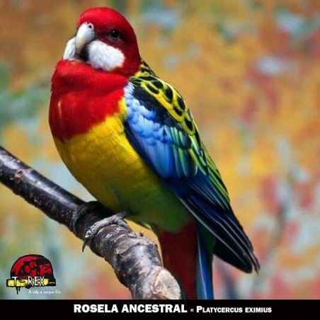 venda de roselas eximius