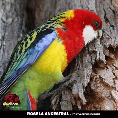 comprar casal de roselas eximius ancestral