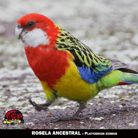 roselas paraná criadouro psitacídeo