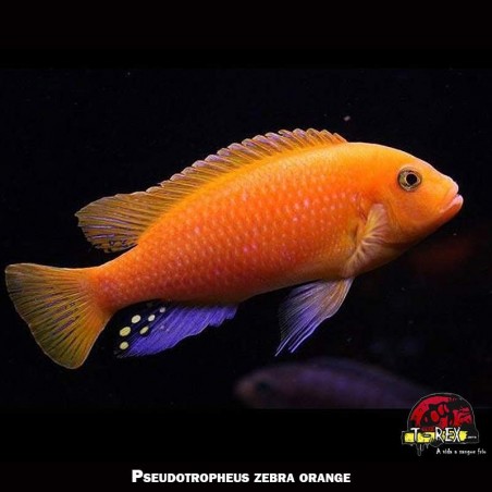 comprar ciclideo zebra super red orange