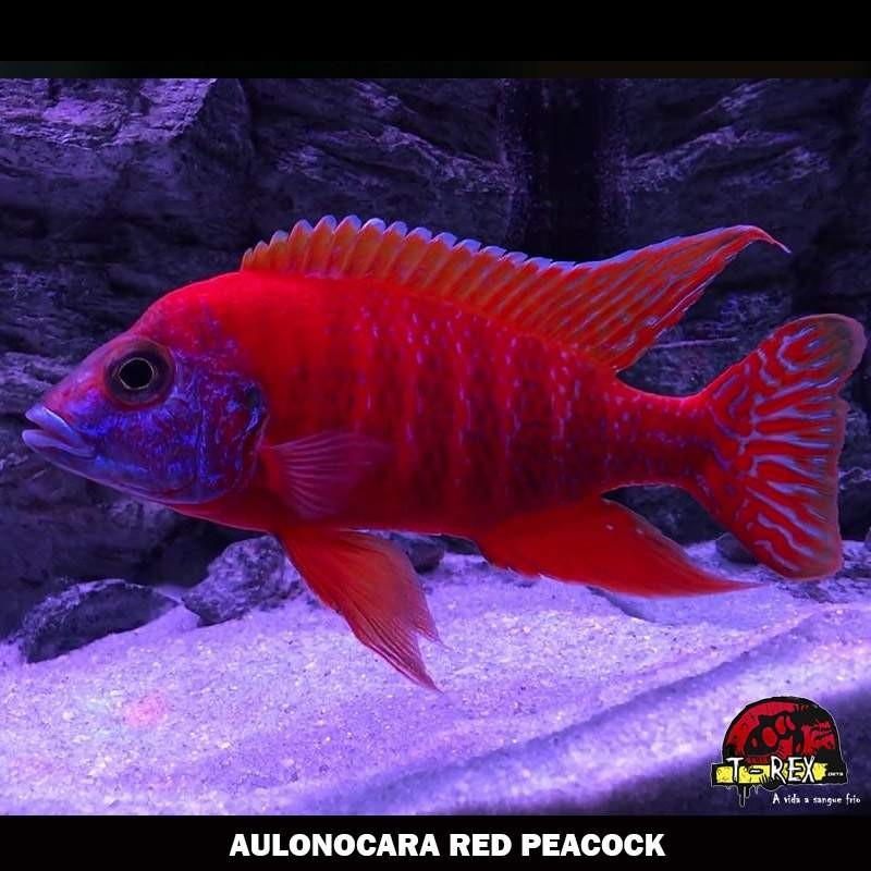 comprar peixes ciclídeos africano
