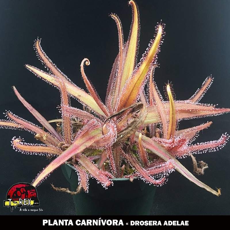 comprar planta carnivora