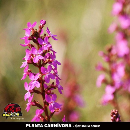 venda de planta carnivora Stylidium debile