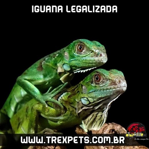 comprar filhote iguana