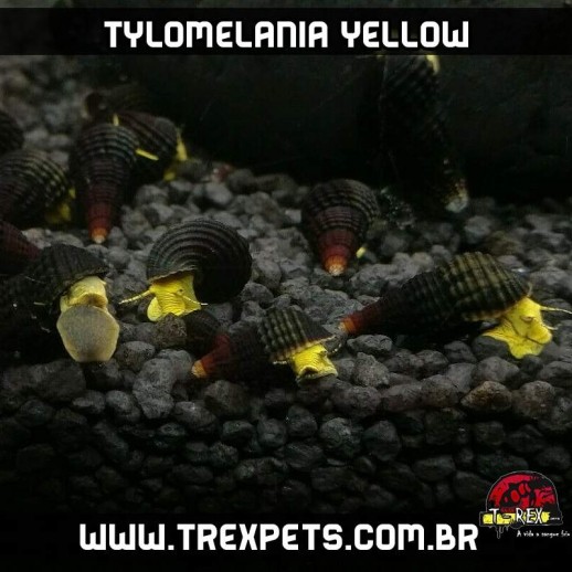 aquario de caramujo tylomelania