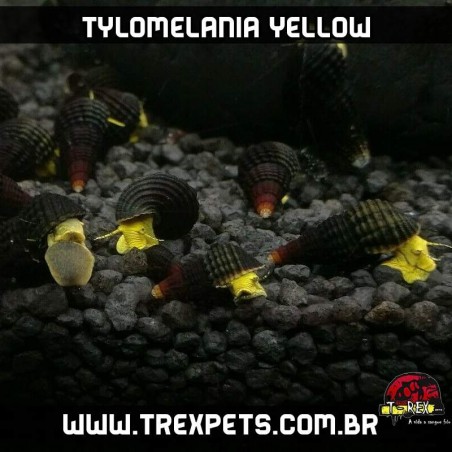 aquario de caramujo tylomelania