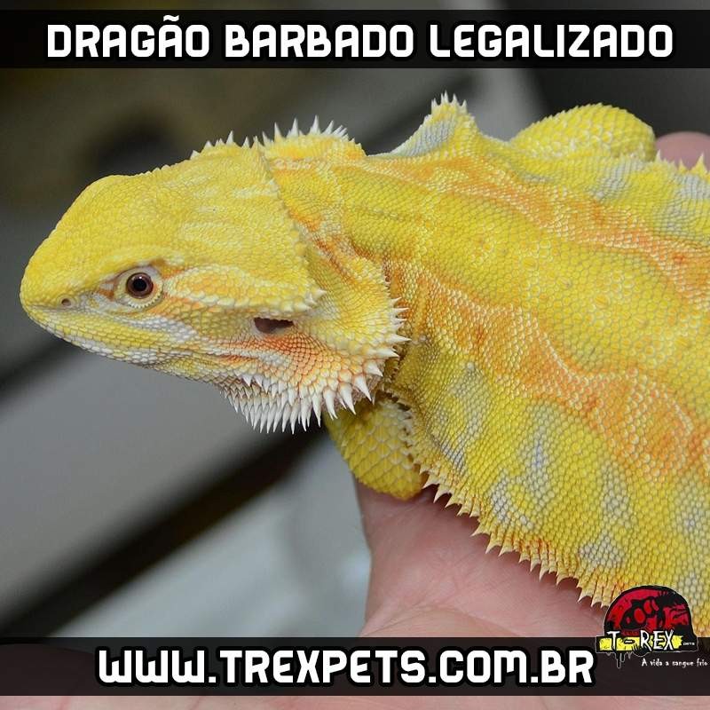 Dragão barbado legalizado