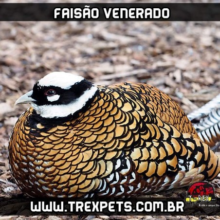 venda de faisoes no parana
