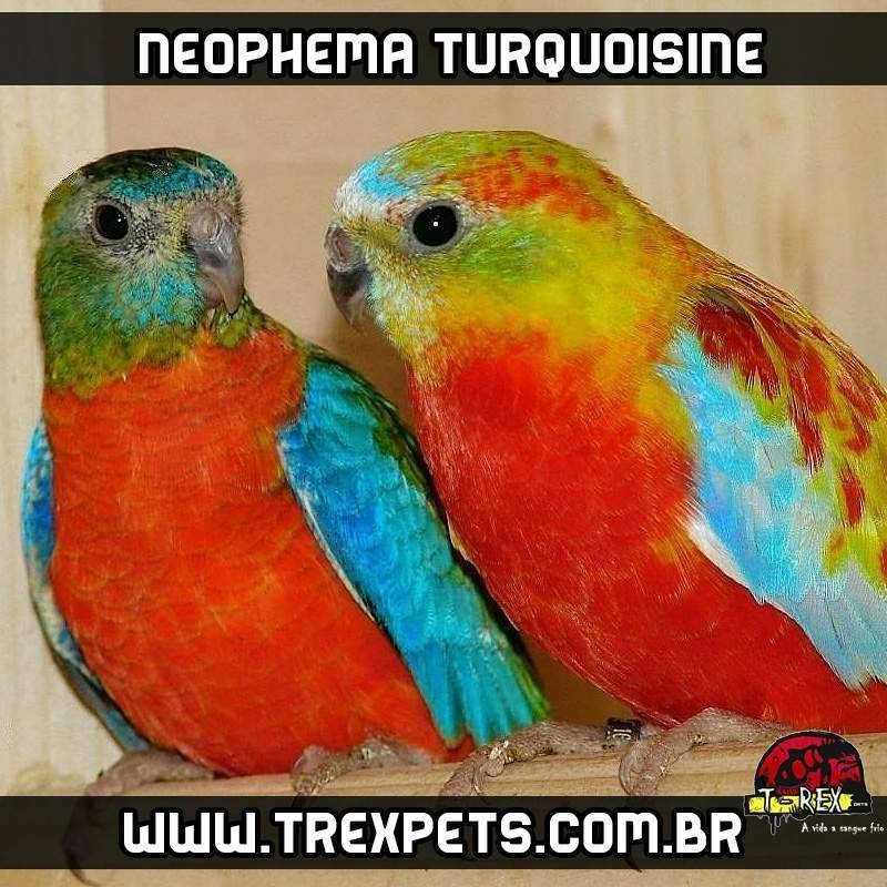 criadouro venda Neophema tourquoisine