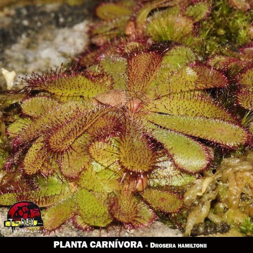 Planta carnívora