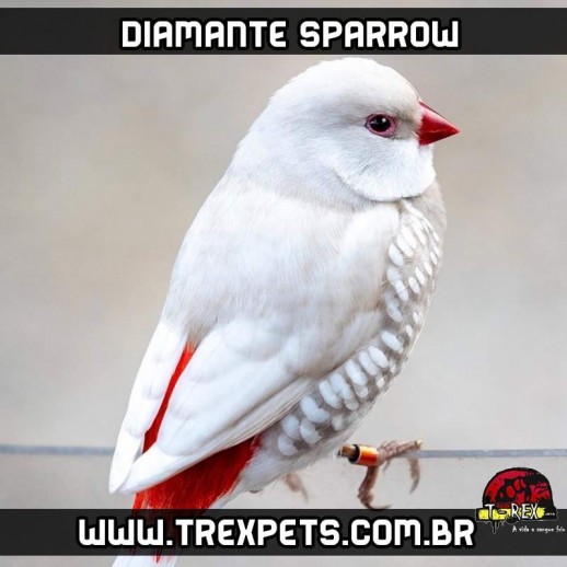 cores de diamante sparrow