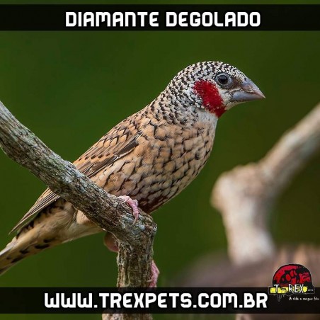 Comprar diamante degolado