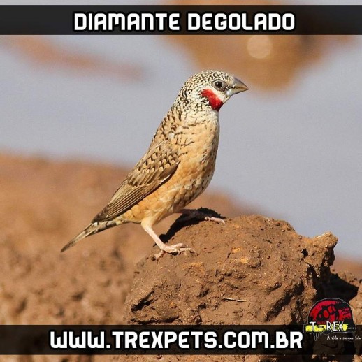 diamante degolado em sao paulo