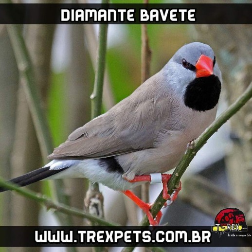 onde comprar diamante bavete