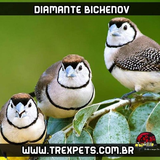 venda de diamante bichenov