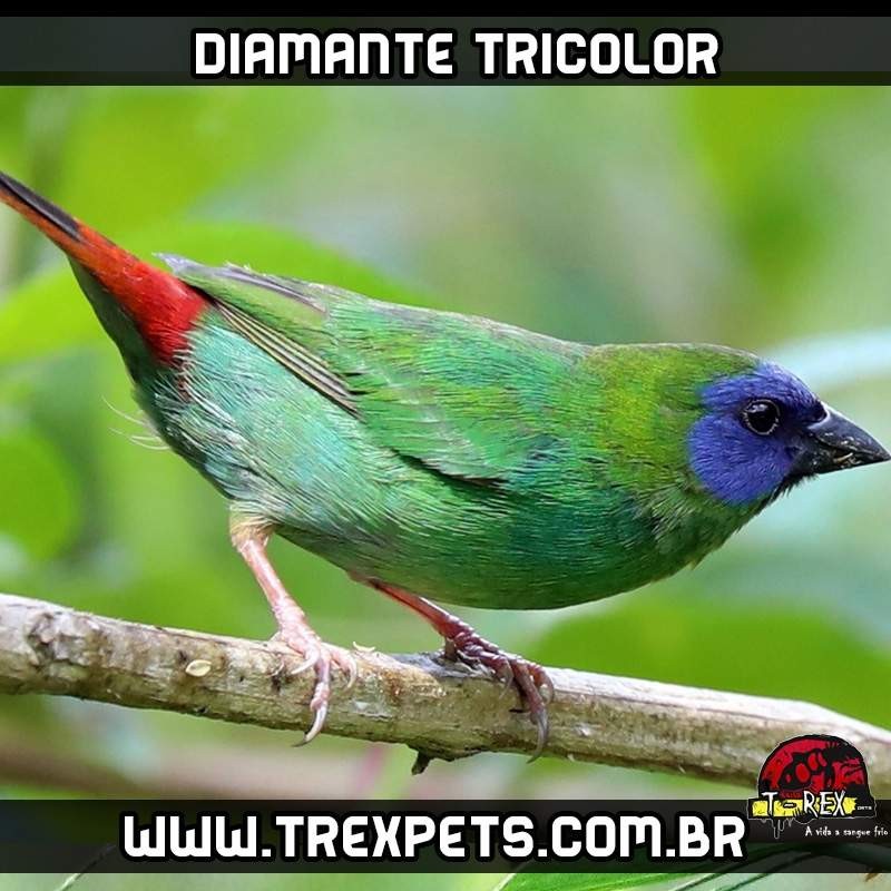 venda de diamante tricolor