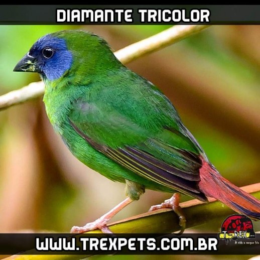 comprar diamante tricolor