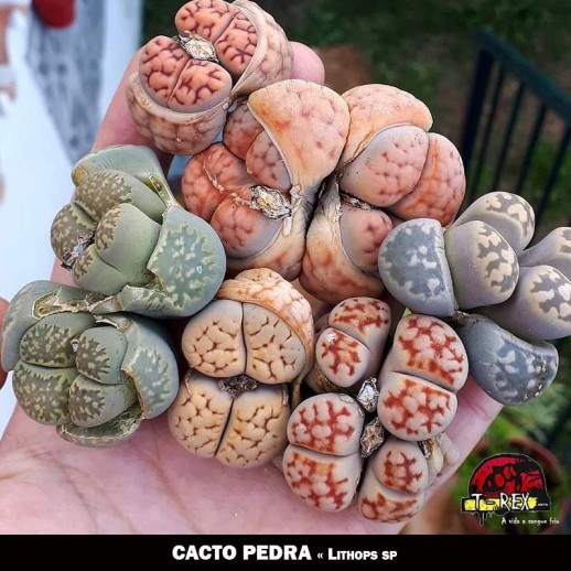 Cacto Pedra