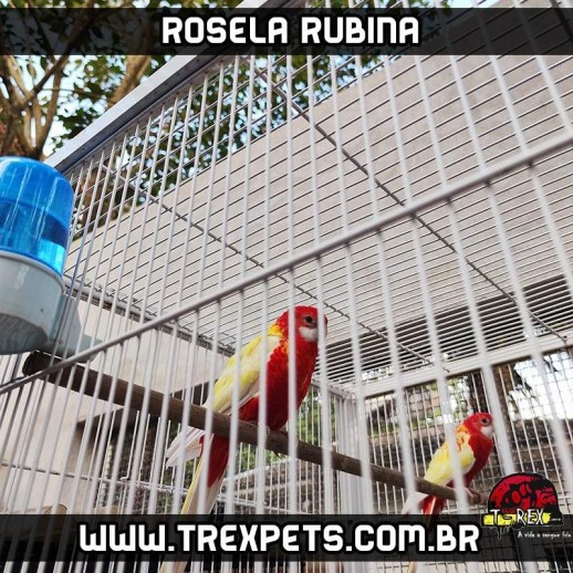 criador rosela rubina
