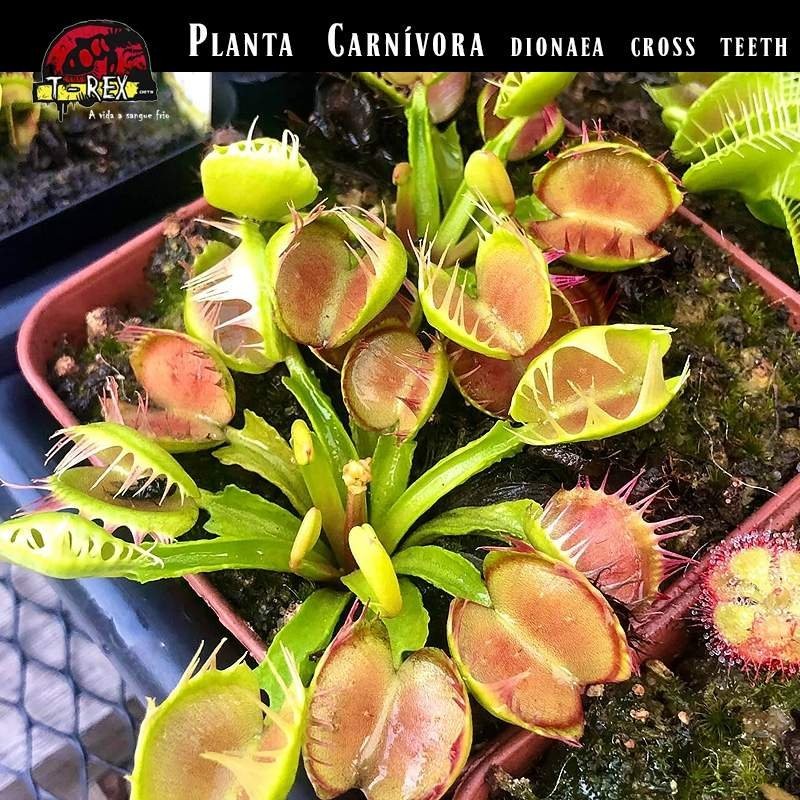 Muda de Planta Carnivora cross teeth Muda de Planta Carnivora cross teeth