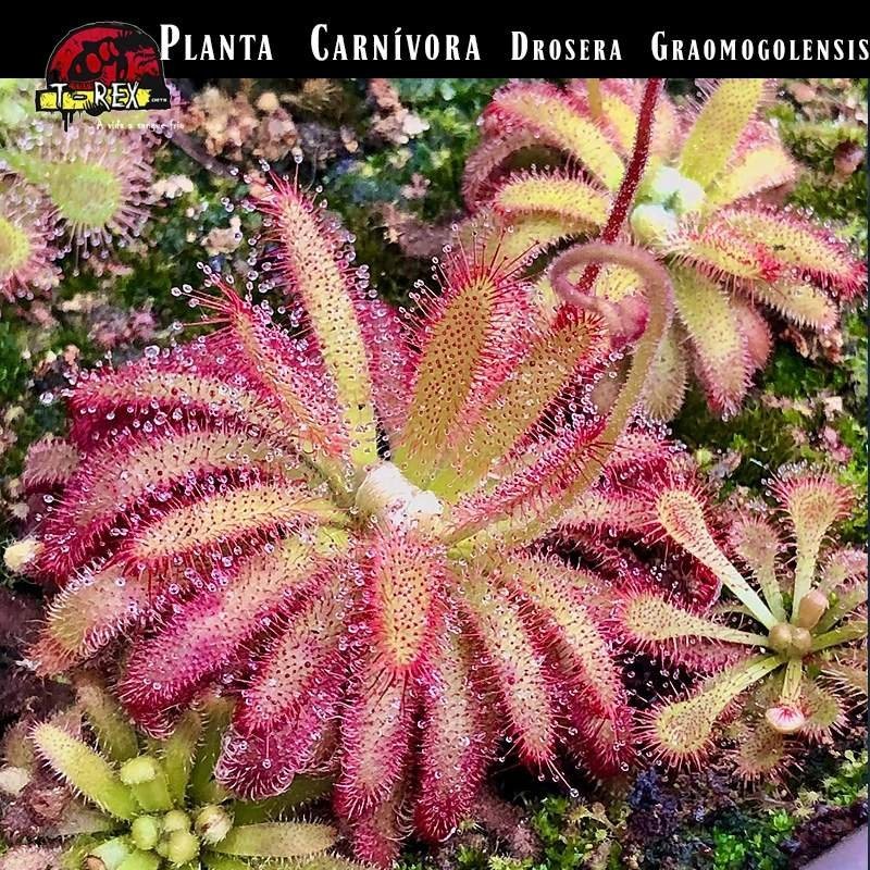 Venda de planta carnivora Drosera Graomogolensis Venda de planta carnivora Drosera Graomogolensis