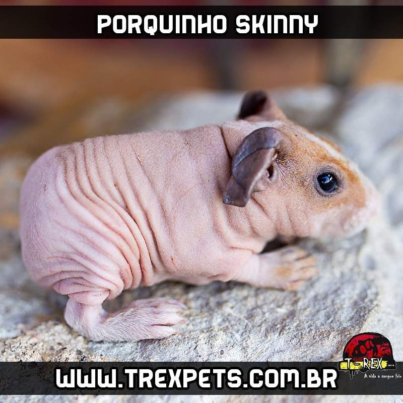 Alimentação de Porquinho da Índia sem pêlos