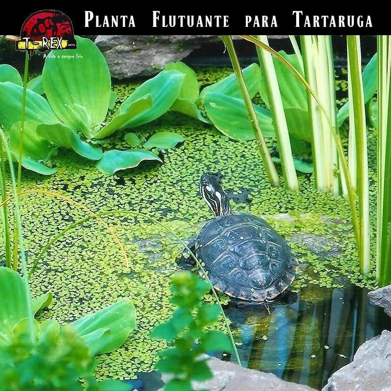 Planta flutuante tartaruga